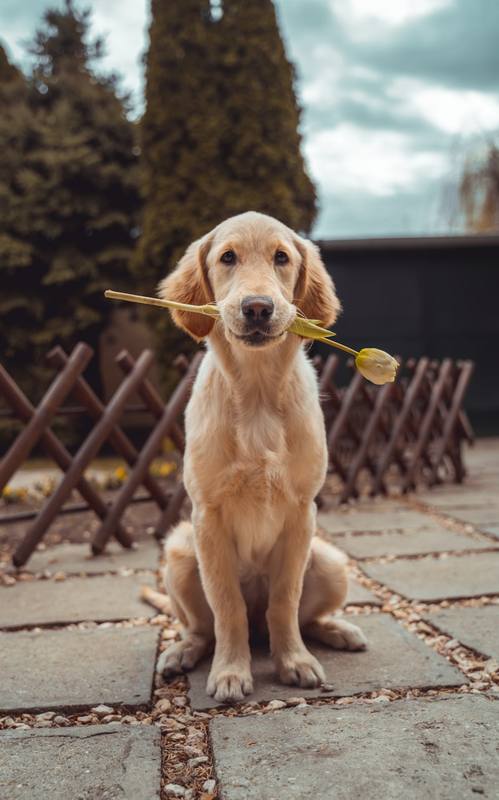 Happy dog