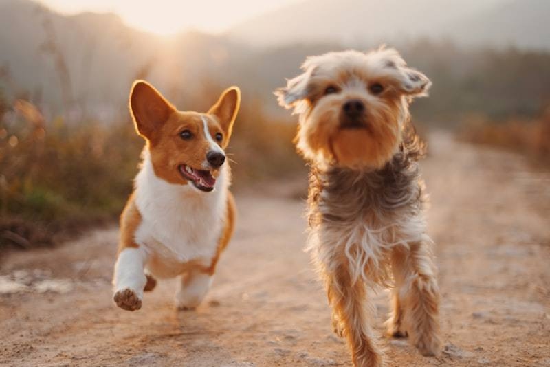 60 minute dog walk Austin